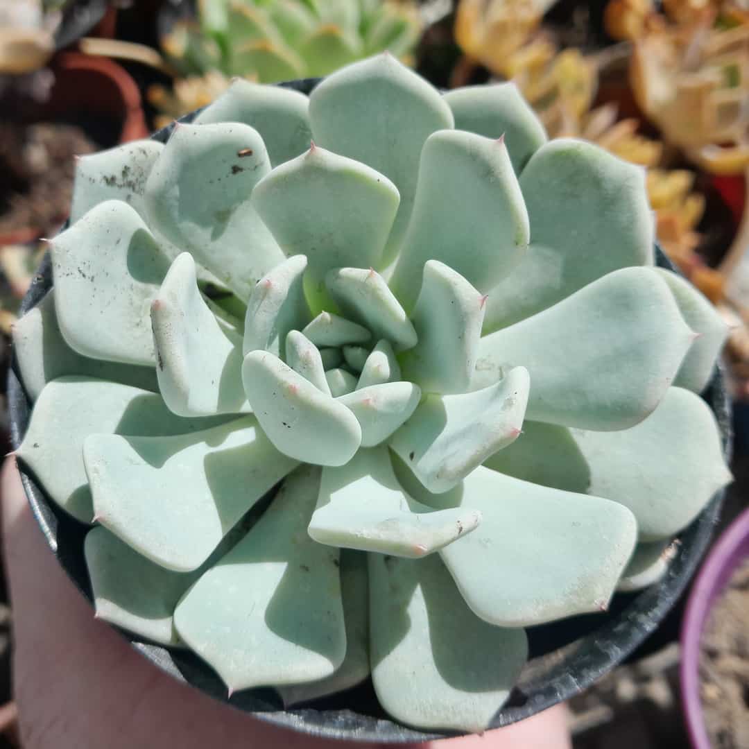 Echeveria Laui x halbingeri