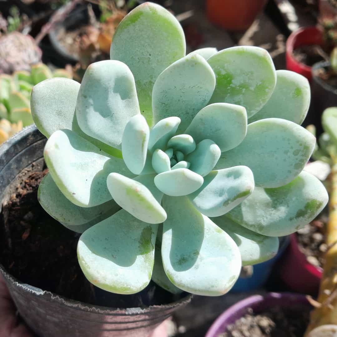 Sedeveria Laui x Clavatum