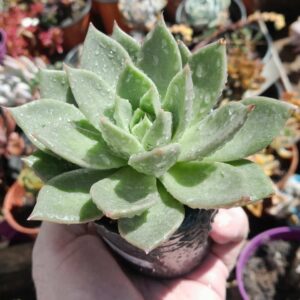 Echeveria Lilacina x ebony