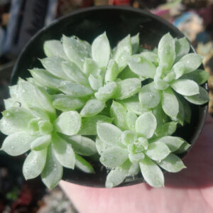 Echeveria Mebina Variegada