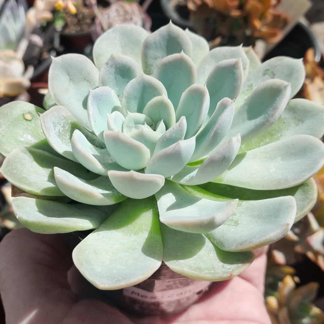 Echeveria Mexican Snowball