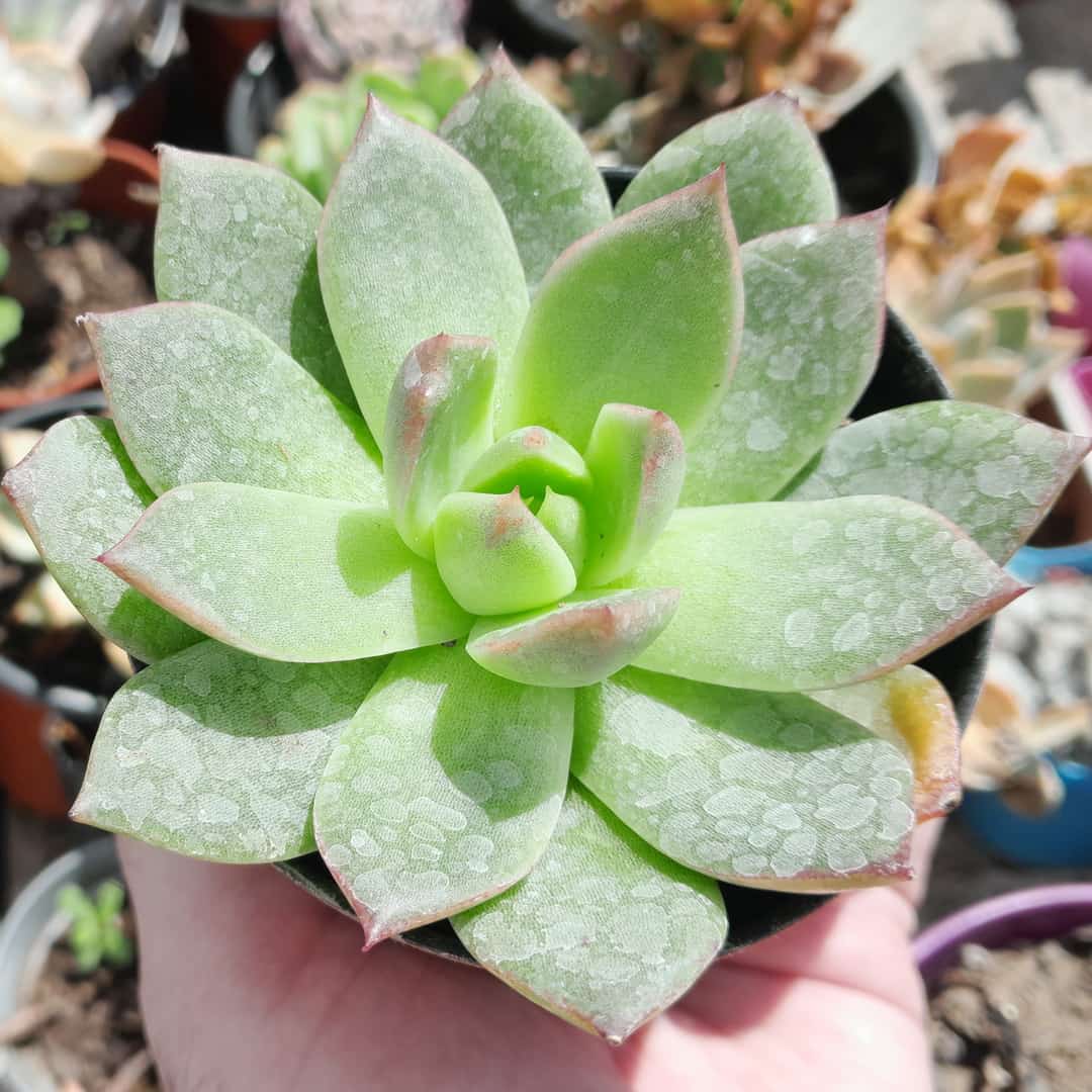 Echeveria Momiji