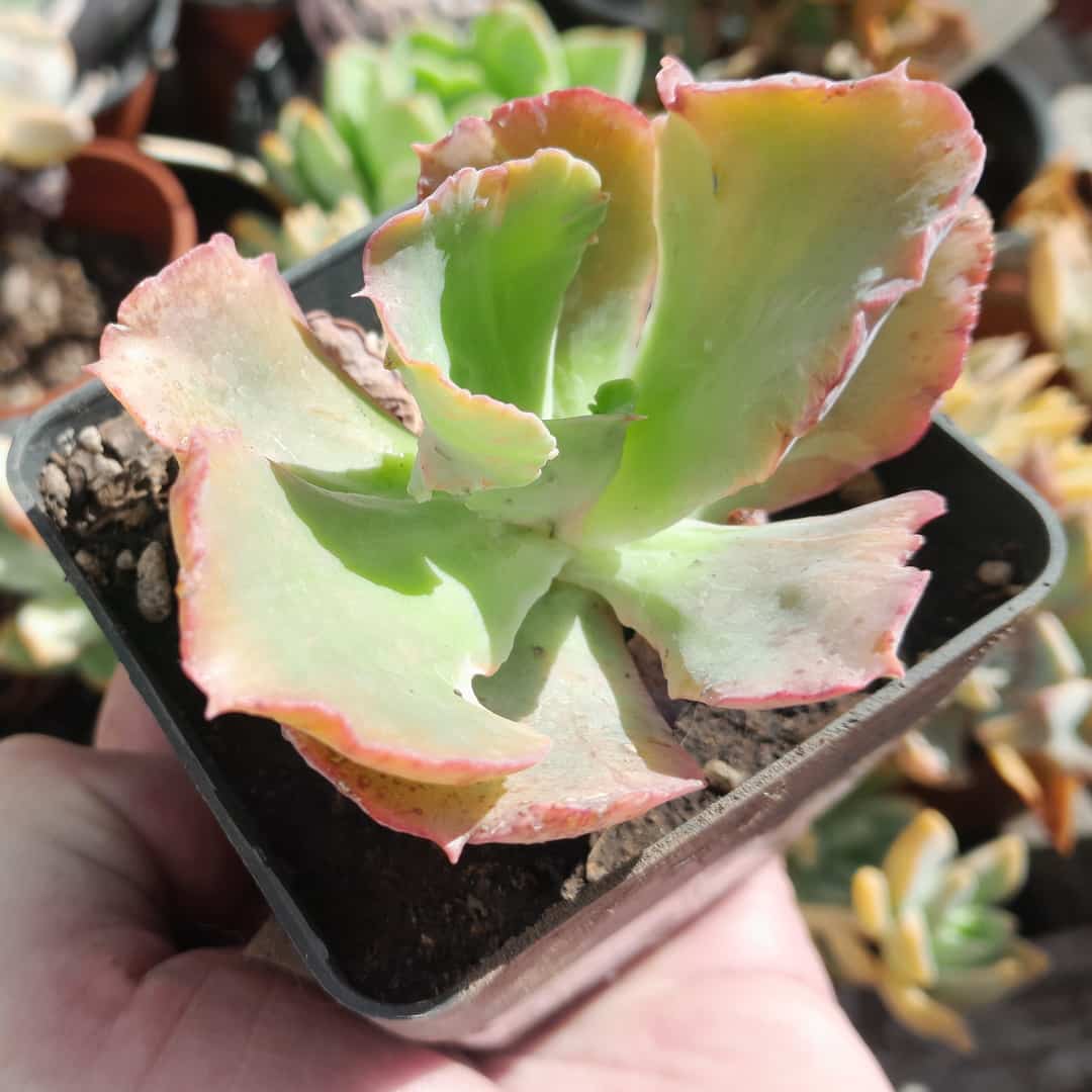 Echeveria Muriel