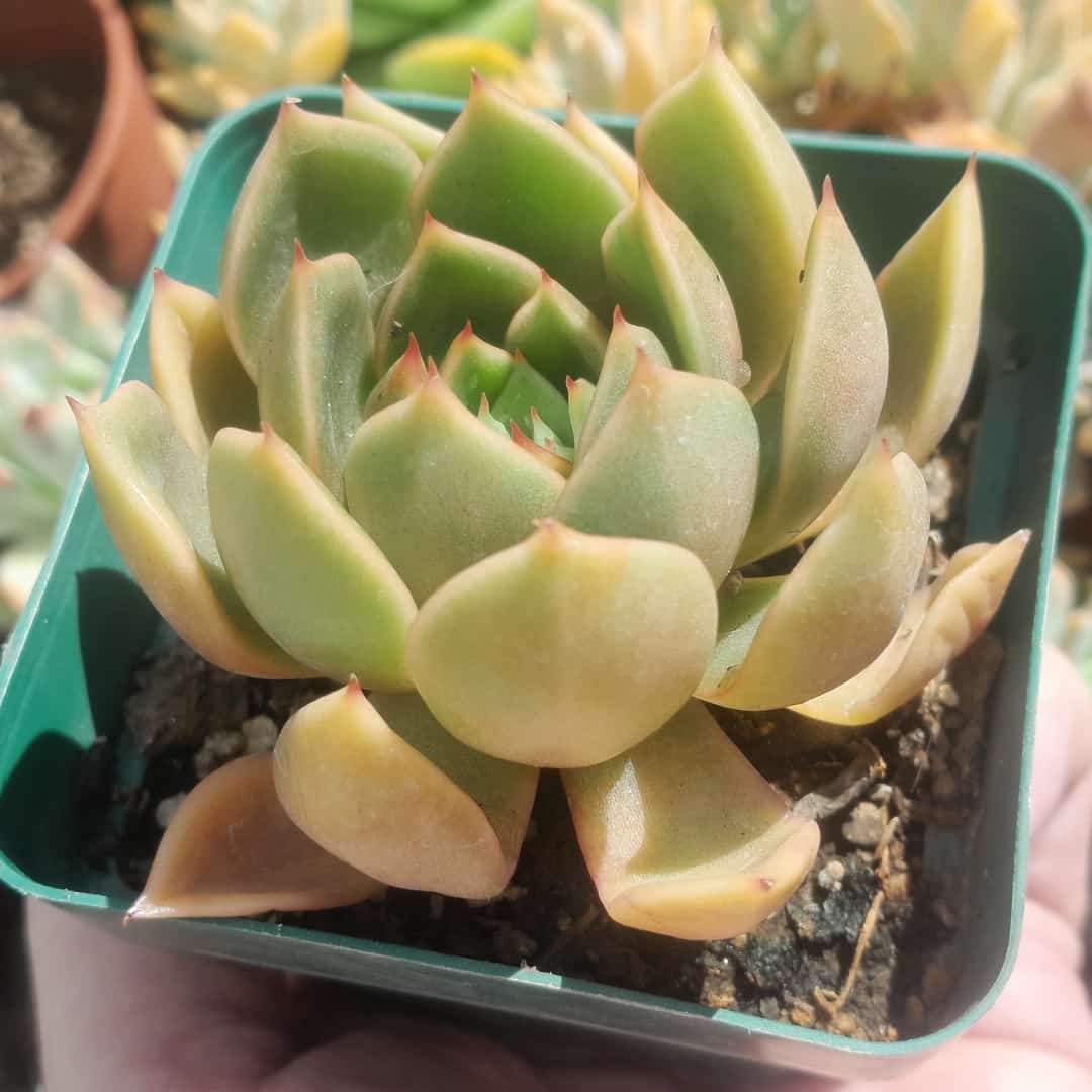 Echeveria Noble