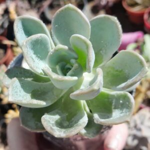 Pachyveria Orpet