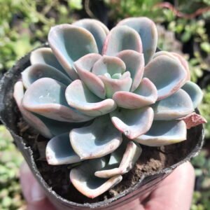 Pachyveria Orpet