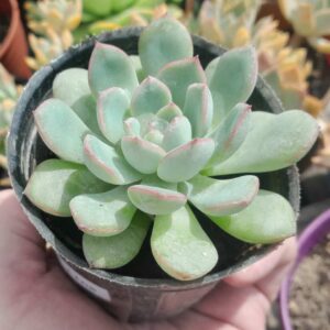 Echeveria Pink Line