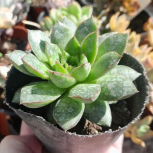 Echeveria Punam