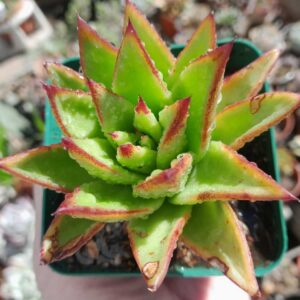 Echeveria Agavoides Red Edge