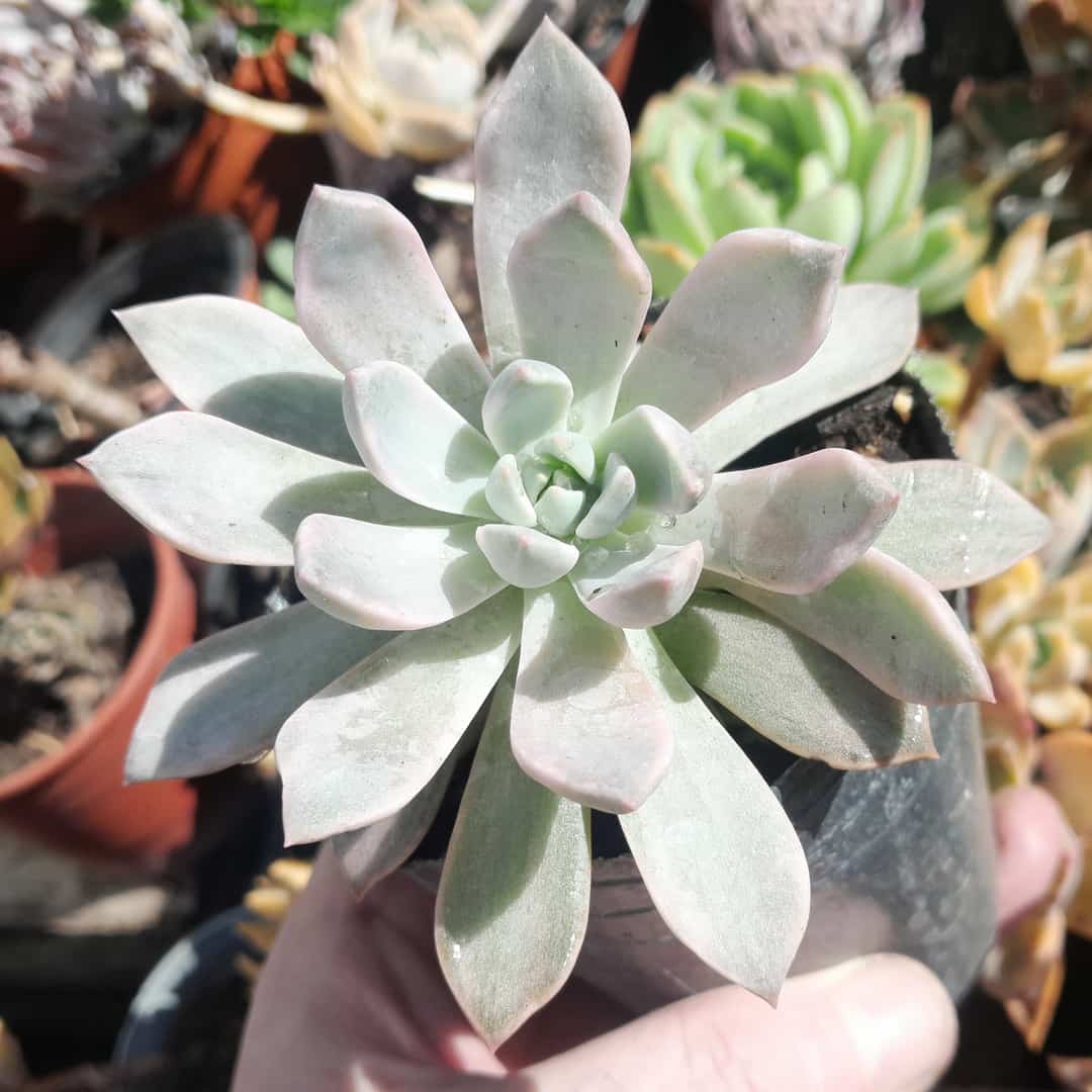 Echeveria Scarlet Variegada