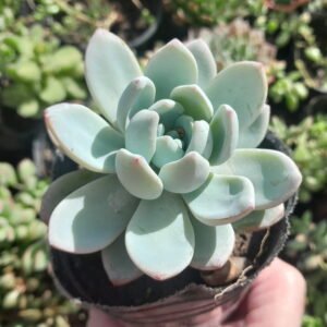 Sedeveria Laui x Clavatum