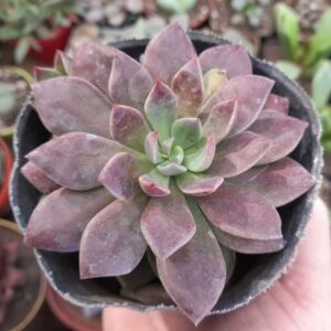 Sinocrassula indica