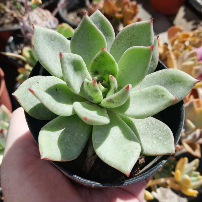 Echeveria Zeus