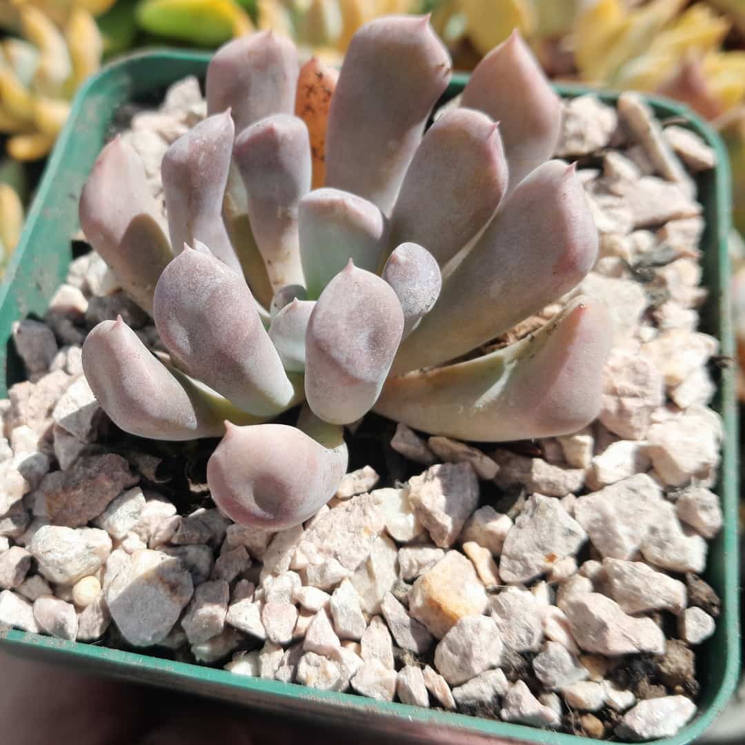 Graptoveria Cupido
