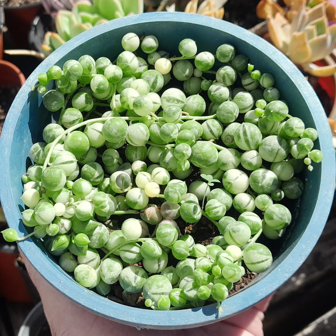 Senecio Rowleyanus Variegata
