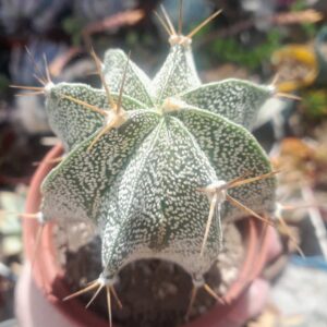Astrophytum Ornatum