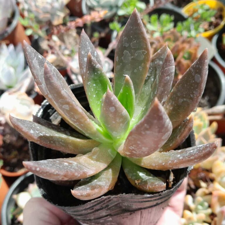 Echeveria Affinis x Tobarensis