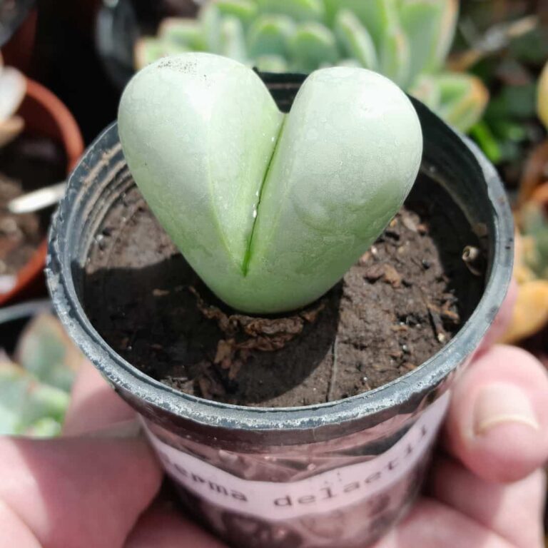 Argyroderma delaetii