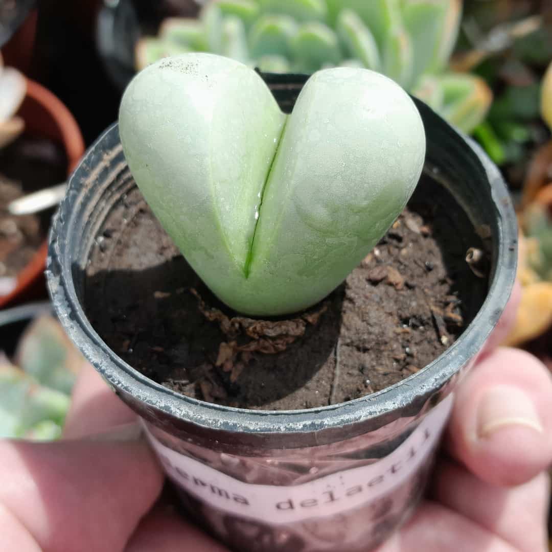 Argyroderma delaetii