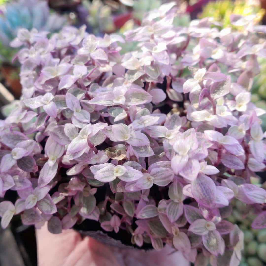 Callisia repens