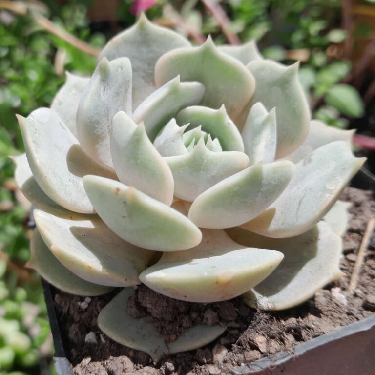 Echeveria Deresina