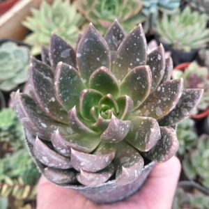 Echeveria Affinis x Tobarensis