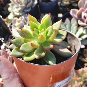 Echeveria Agavoide Jade Point