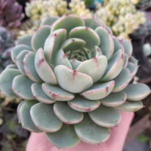 Echeveria Ben Badis