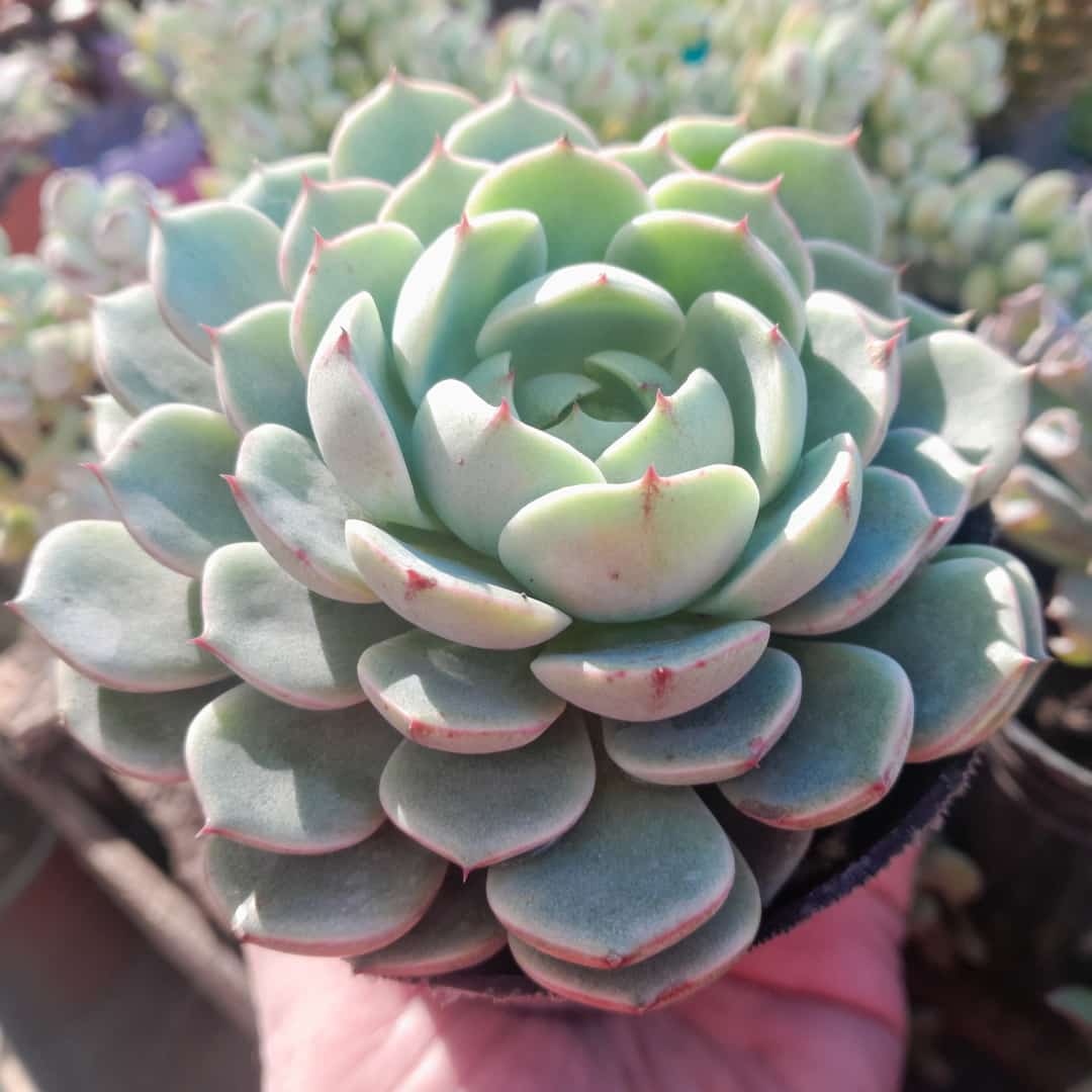 Echeveria Ben Badis