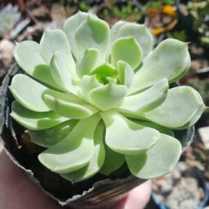 Echeveria Ben Badis