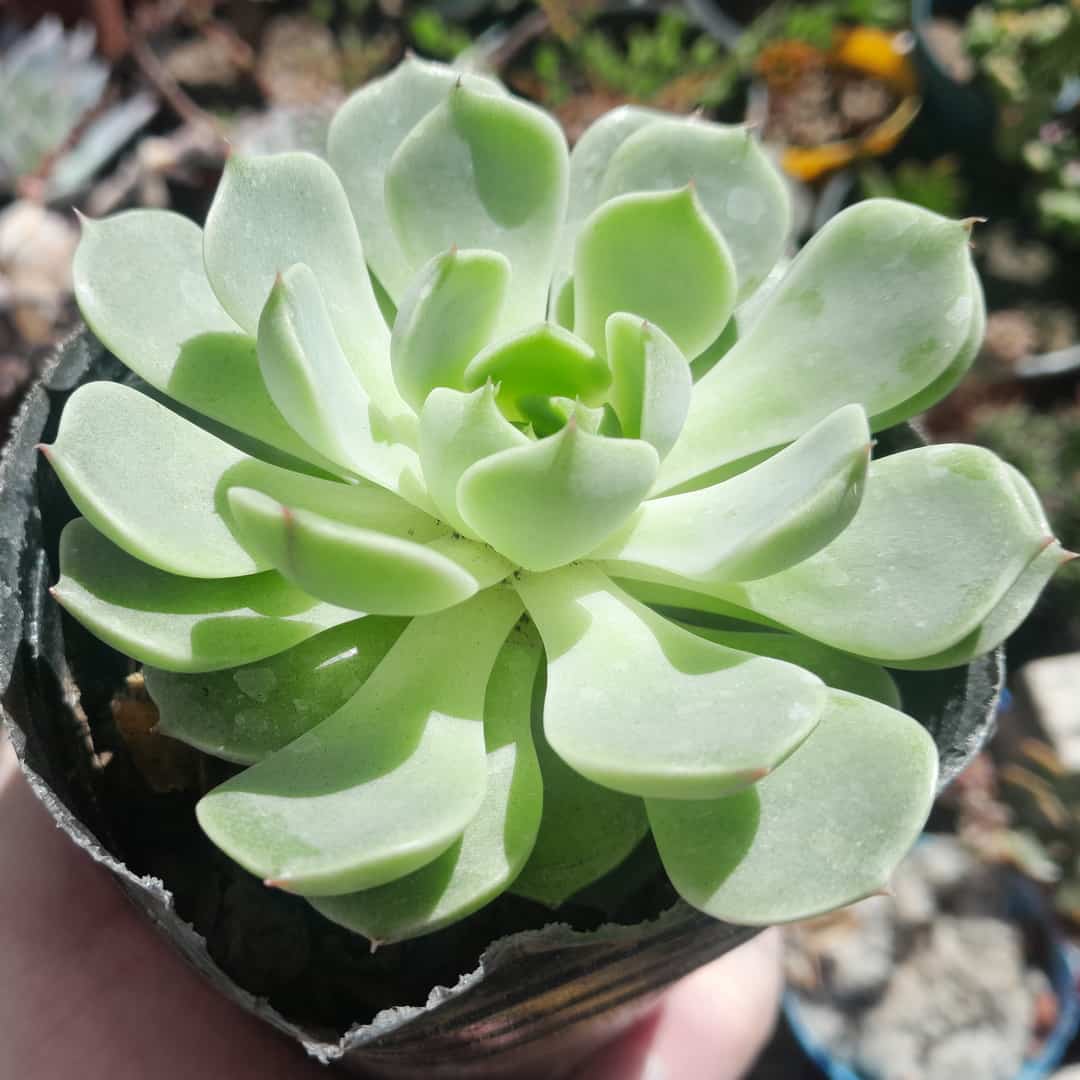 Echeveria Ben Badis