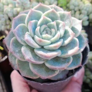 Echeveria Red Velvet