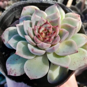 Echeveria Red Velvet