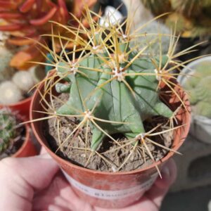 Ferocactus glaucescens