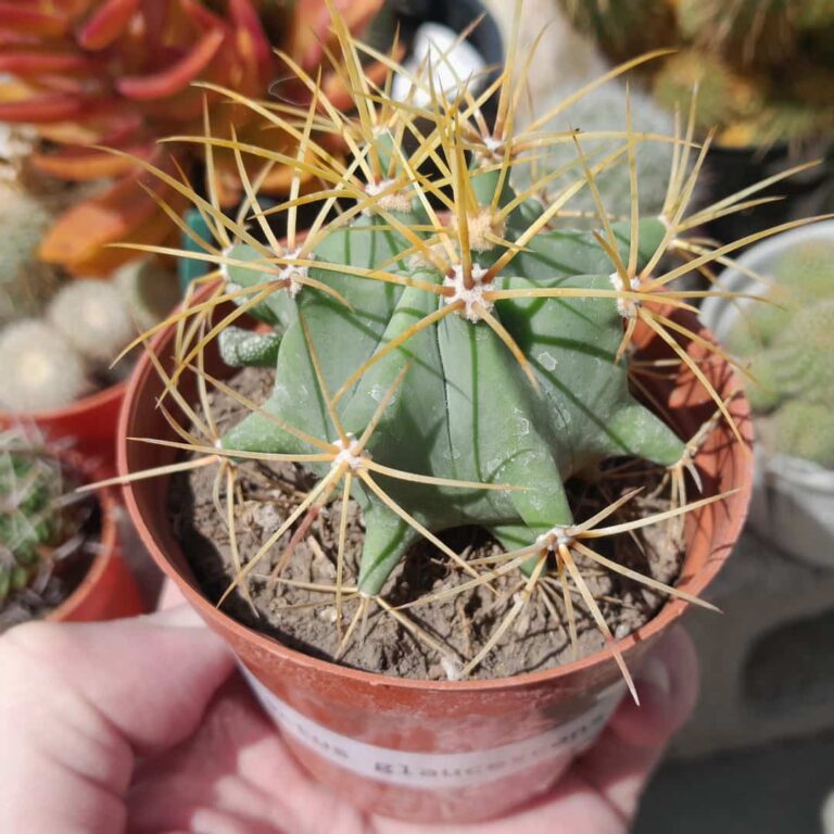 Ferocactus glaucescens