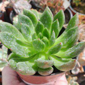 Echeveria Agavoide Jade Point