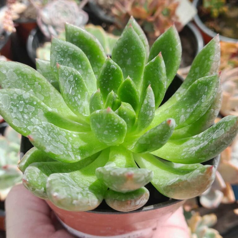 Echeveria Agavoide Jade Point