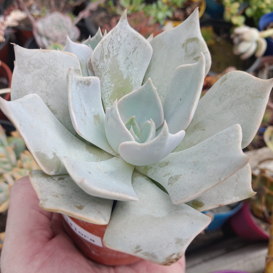 Echeveria Lilacina x Strictiflora