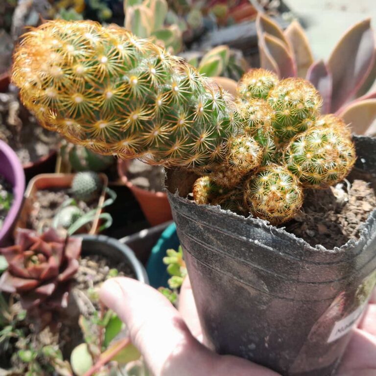 Mammillaria elongata roja