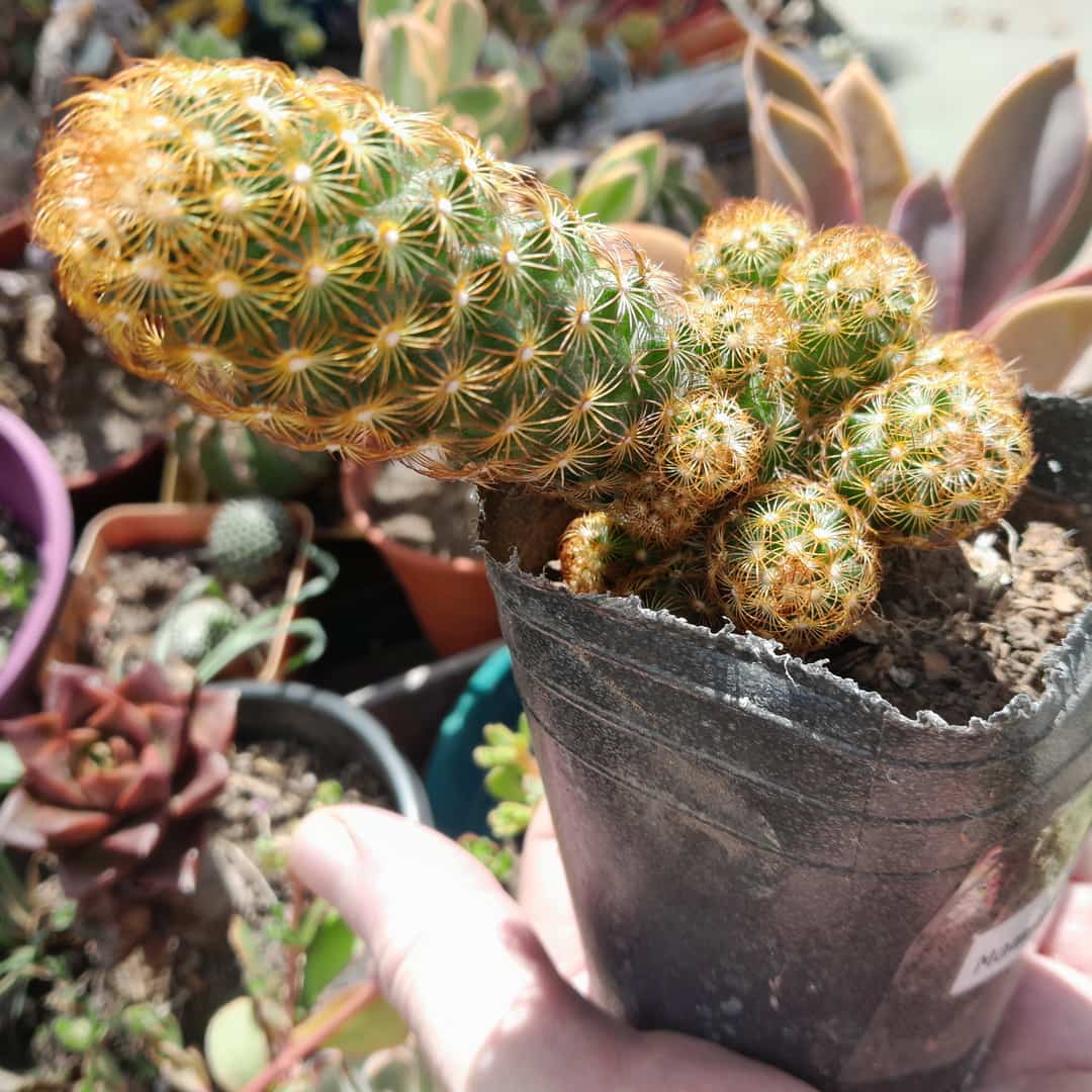 Mammillaria elongata roja