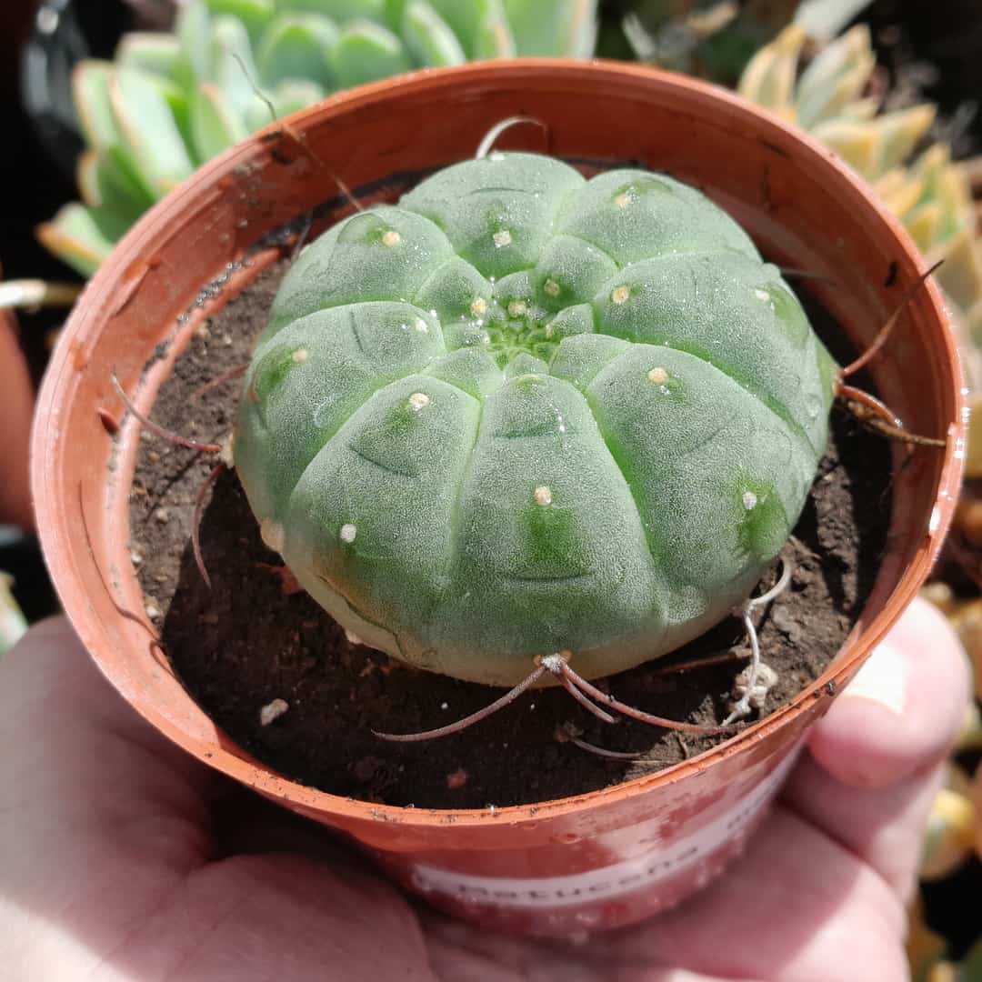 Matucana madisoniorum
