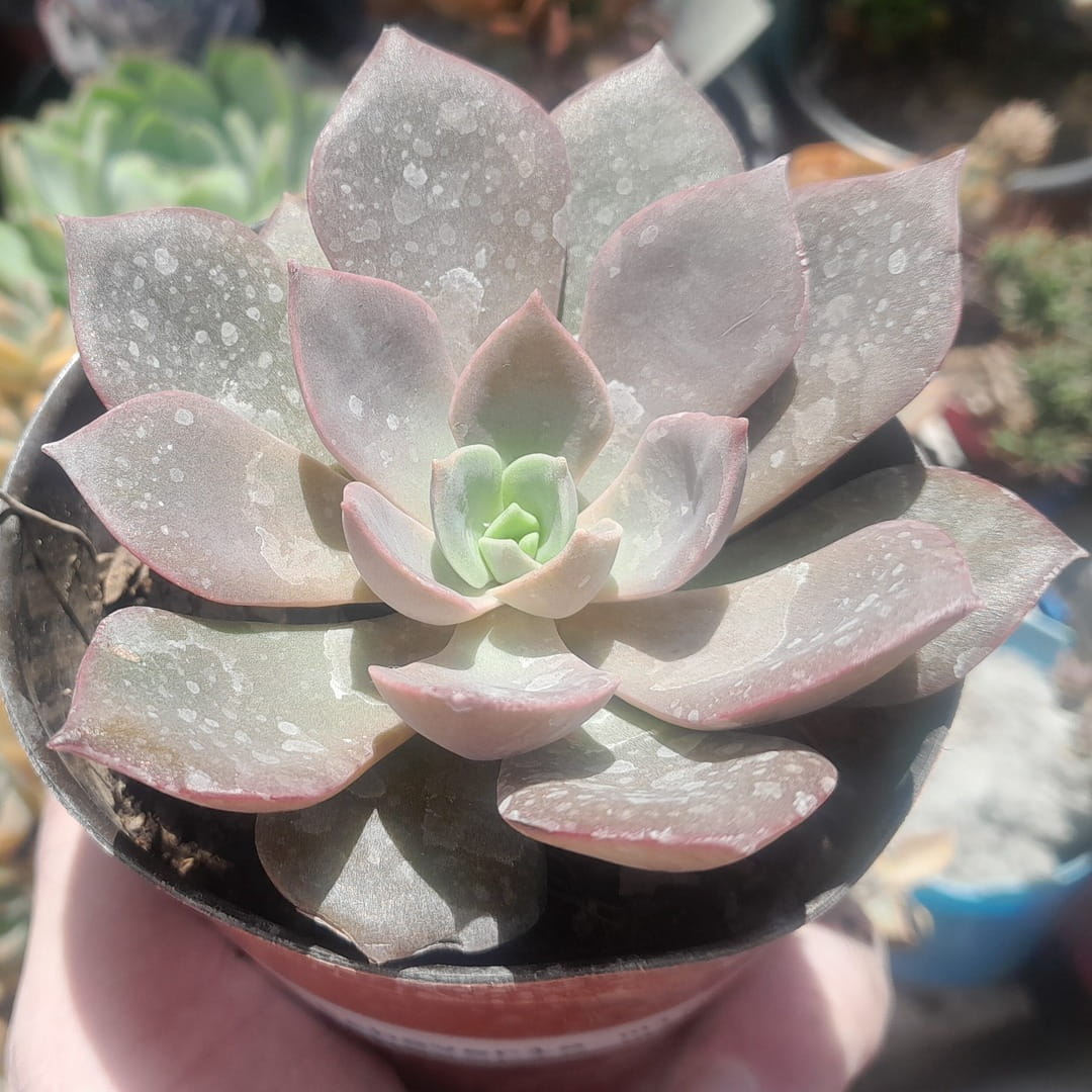 Echeveria Mina