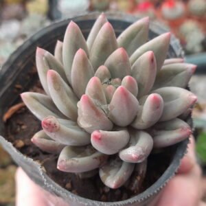 Pachyveria Angel Fingers