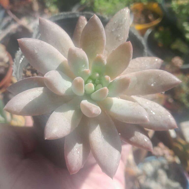 Pachyveria Angel Fingers
