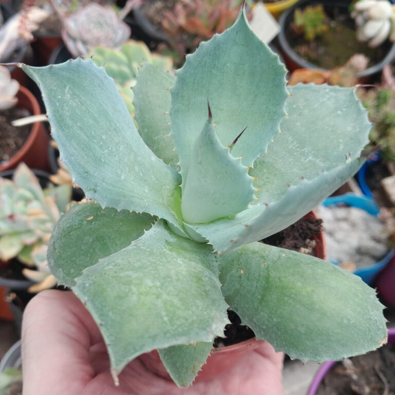 Agave potatorum