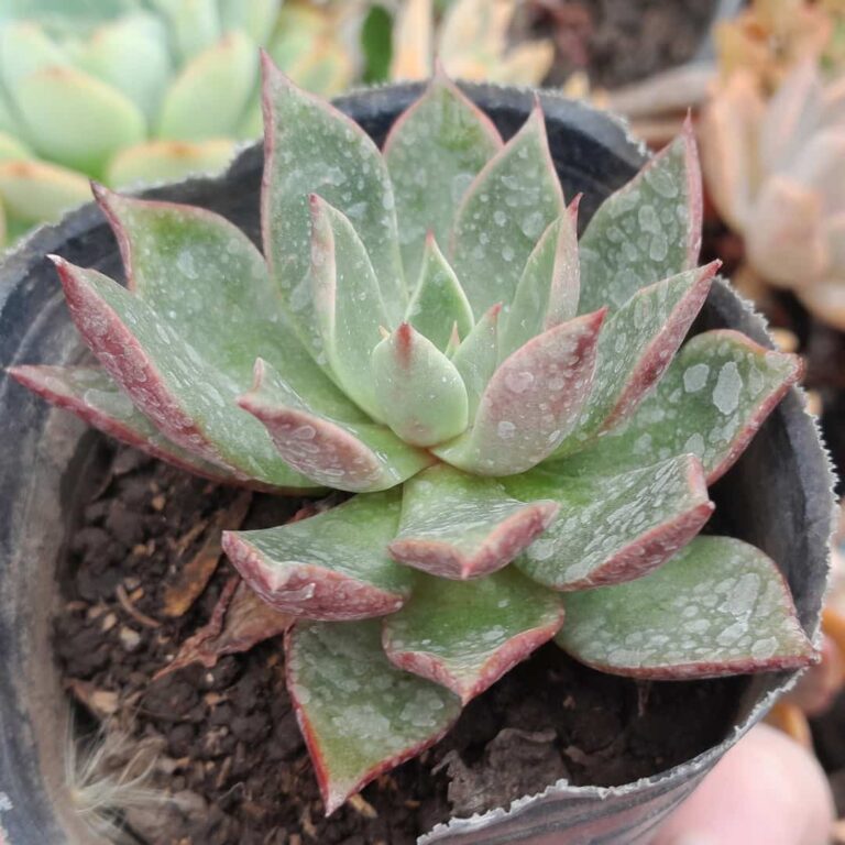 Echeveria Runyonii x Longissima