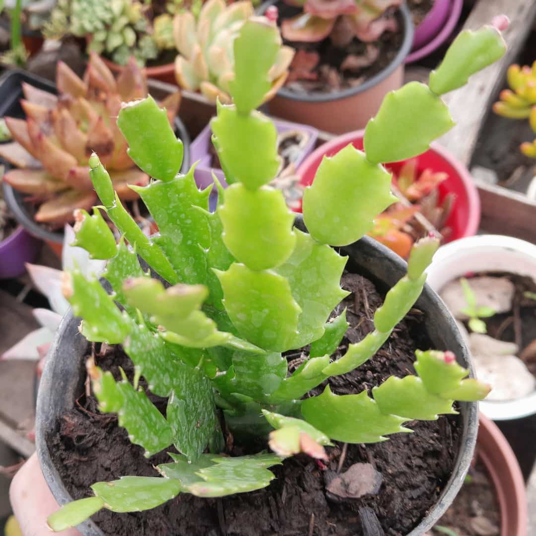 Suculenta Santa Teresita