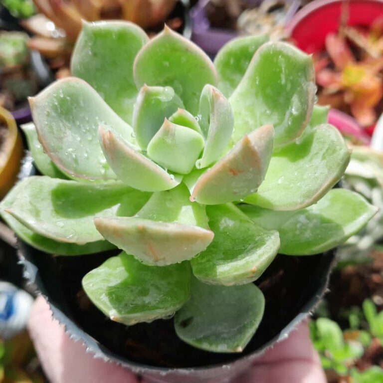 Echeveria Toy