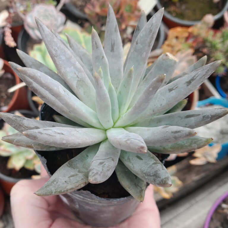 Echeveria Unguiculata