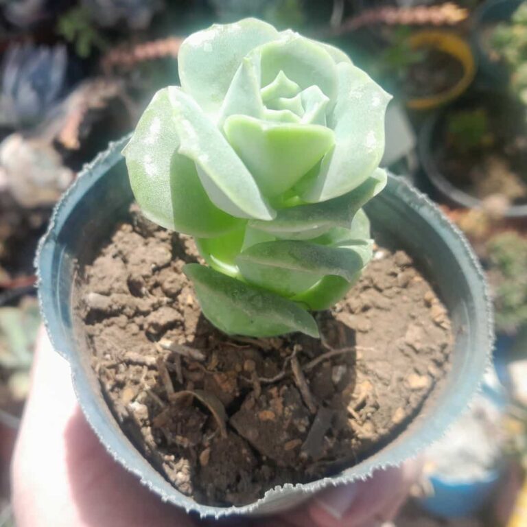 Graptoveria Lovely Rose